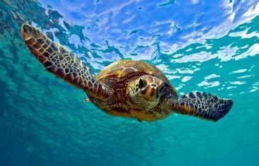 Indian Ocean animals | Facts About Animals