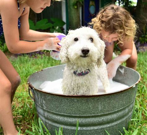 Time to Motivate: A Quick Guide to Bathing a Pet at Home | Leon Valley Veterinary Hospital