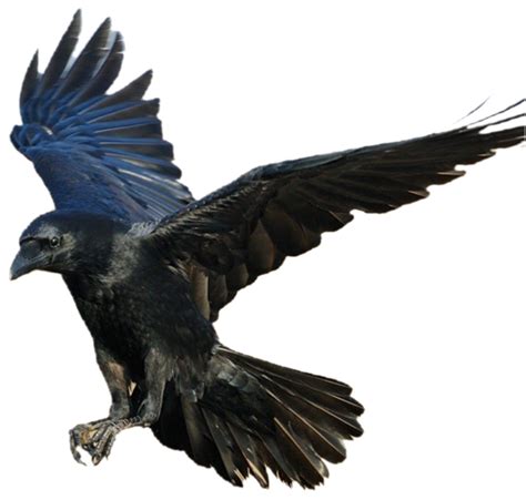 Flying American Crow PNG HD Image | PNG All