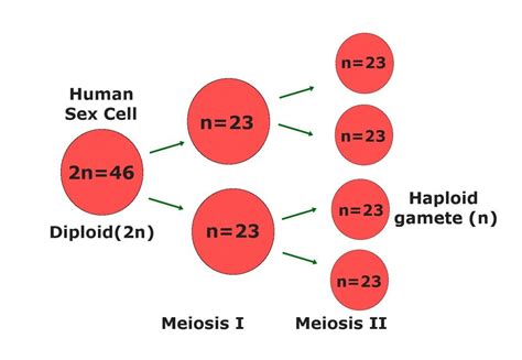 Gamete: Definition, Formation And A Simple Explanation