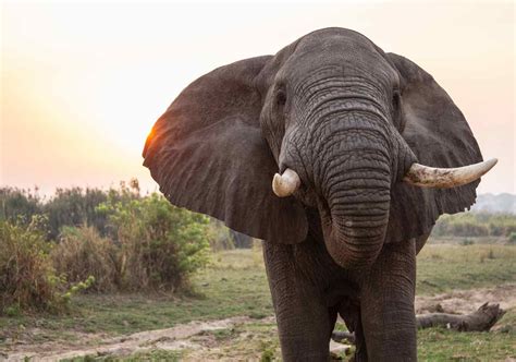 Why Do Elephants Flap Their Ears? - The Elephant Guide