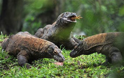 Indonesia bán vé trực tuyến đến đảo rồng Komodo từ năm 2020