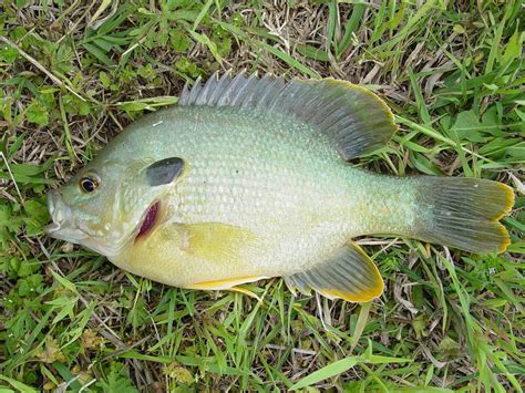 Virginia Tech Ichthyology Class : Sunfishes (Lepomis) of Virginia, by Don Orth