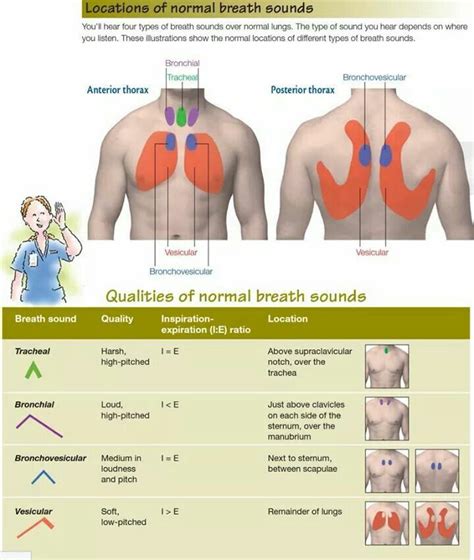 How to Describe Normal Breath Sounds