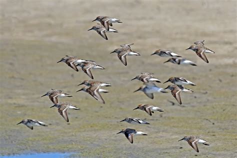 Kern National Wildlife Refuge, a California National Wildlife Refuge located near Earlimart ...