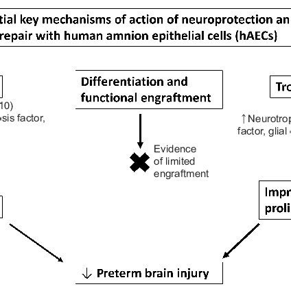 Schematic diagram outlining the potential key mechanisms of action of... | Download Scientific ...