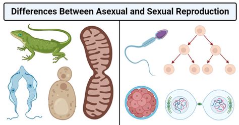 Examples Of Asexual Reproduction