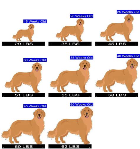 How Much Should Golden Retriever Weigh? Golden Retriever Weight Calculator.