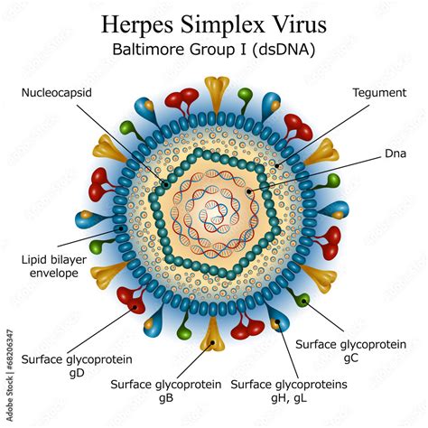 Diagram of Herpes simplex virus particle structure Stock Vector | Adobe ...