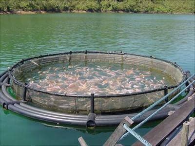 Fish farm problem? Salmon diseases evolving more virulently in farms ...