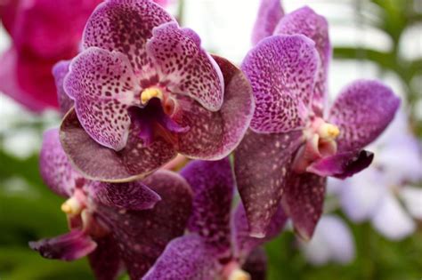 Thai Orchids | Orchids, Plants, Photo