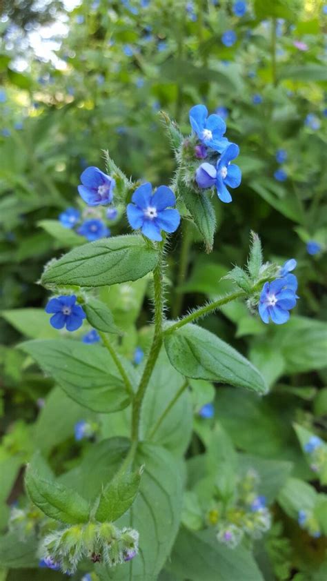 Small blue flowers | Floral watercolor, Blue flowers, Flowers