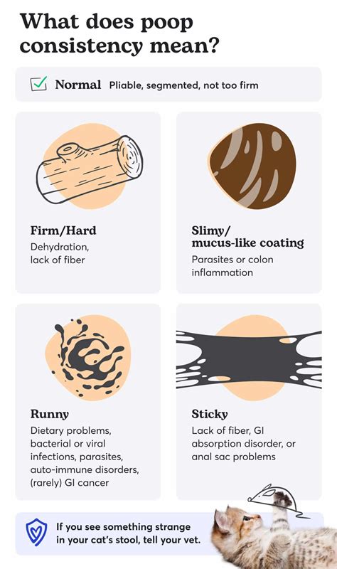 Unhealthy Cat Poop Chart: Color, Consistency & Causes