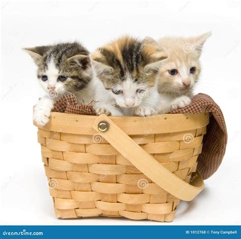 Three kittens in a basket stock photo. Image of companion - 1012768