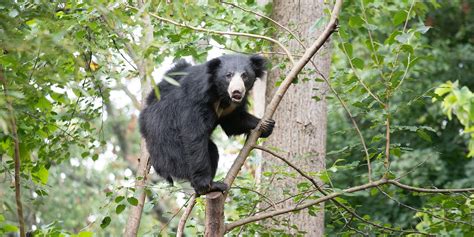 Sloth bear | Smithsonian's National Zoo and Conservation Biology Institute