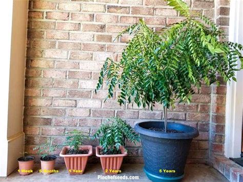 3 Facts You Must Know Before Buying a Curry Leaf Plant or Tree