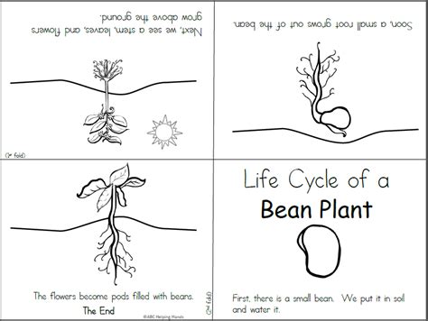 Free Mini Book - Bean Life Cycle | Made By Teachers