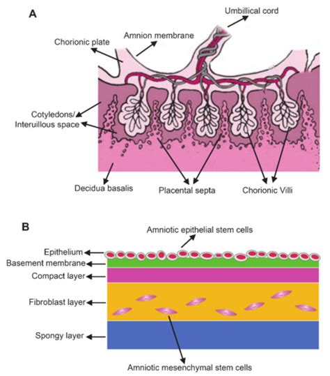 Human Amnion-Derived Stem Cells | Encyclopedia MDPI