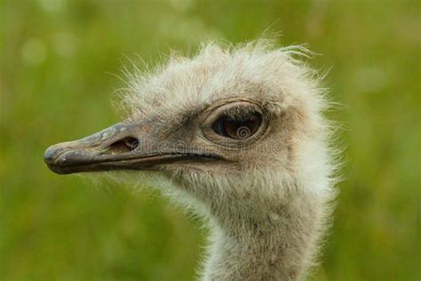 Closeup of an Arabian Ostrich (Struthio Camelus Syriacus) Face Stock Image - Image of closeup ...