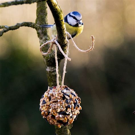 Pine Cone Bird Feeder - Maria's Place