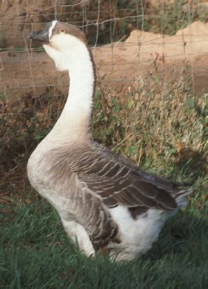 African Goose Vs Chinese Goose