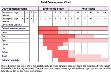 Fetal development timeline, fetal organ development timeline