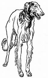 Greyhound Colouring Pages Sketch Coloring Page sketch template
