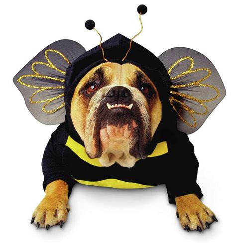 Pumpkin Halloween costume still popular for pets