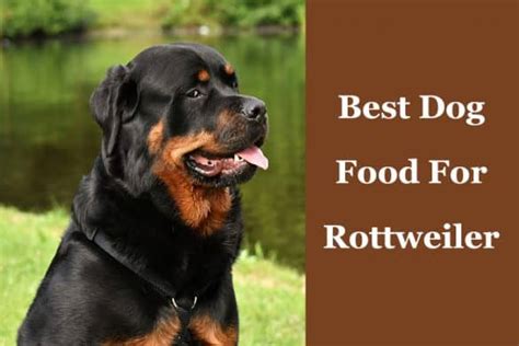 The Best Dog Food For A Rottweiler - 7 Top Picks