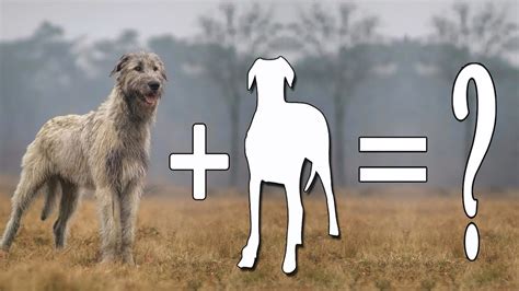 7 Most Popular Irish Wolfhound Mix Dogs / Irish Wolfhound Mix - YouTube