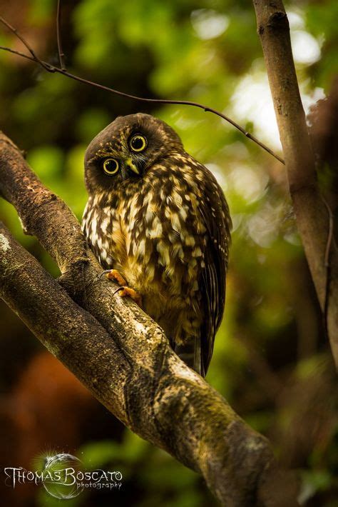 Die 16 besten Bilder von Neuseeland-Kuckuckskauz (Ninox novaeseelandiae) in 2019 | Kauz ...