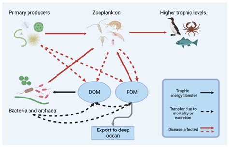 Zooplankton Food Chain