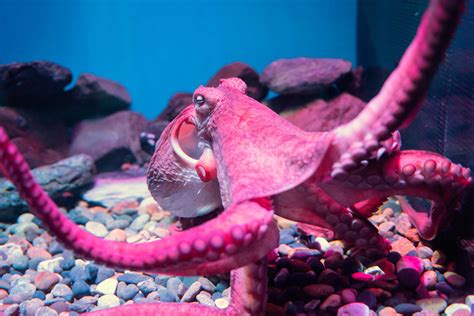 200+ Cute And Funny Names For Pet Octopus