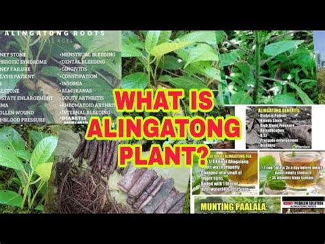 What Is Alingatong Plant? - YouTube