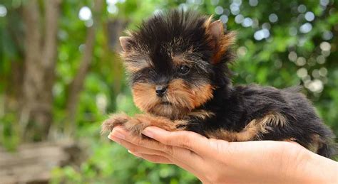 Yorkie Names - 200 Amazing Ideas For Naming Yorkshire Terriers