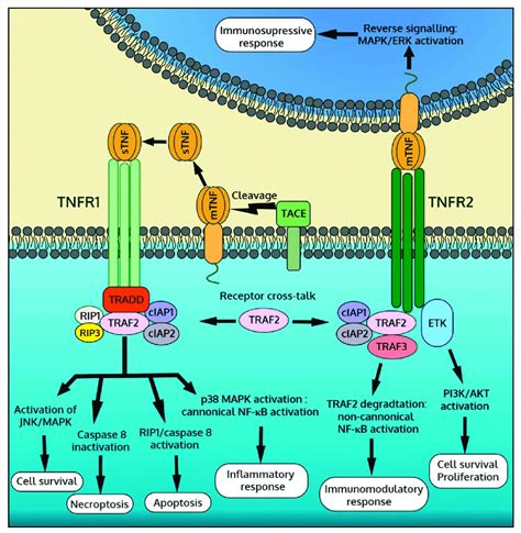 Overview of tumor necrosis factor-α (TNF-α) downstream signaling ...