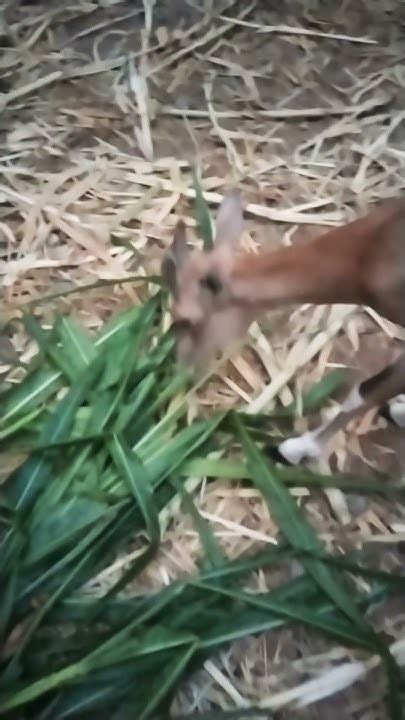 Lily (a female Urial)#best #viral #shorts #wildlife #nature #conservation #no1 - YouTube