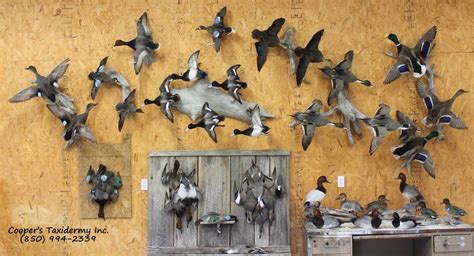 Duck wall. | Waterfowl taxidermy, Bird taxidermy, Taxidermy decor