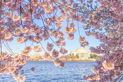 Best Places to See Cherry Blossoms in DC in 2022