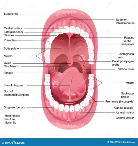 Mouth Anatomy stock vector. Image of lower, chart, bone - 24267570