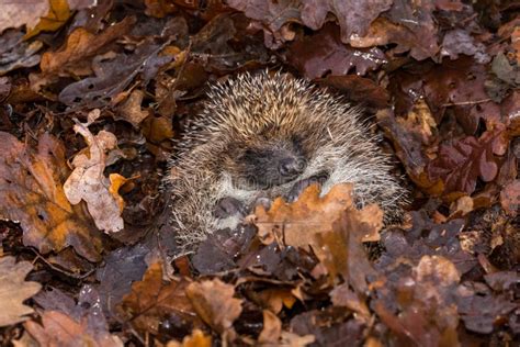 Hibernating Hedgehog in Colourful Autumn Leaves Stock Photo - Image of hibernation, golden ...