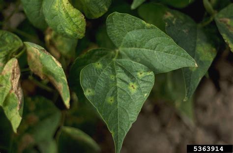 halo blight (Pseudomonas savastanoi pv. phaseolicola)