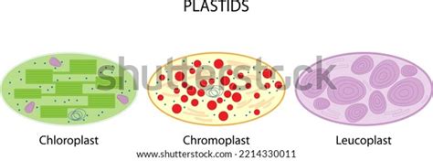 Chromoplast Diagram