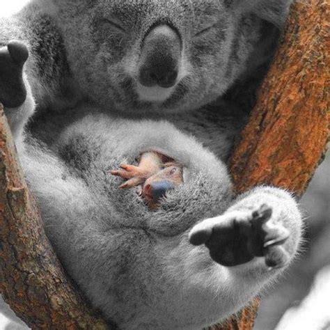 do koalas have pouches - Google Search | Детеныш коалы, Животные австралии, Коала