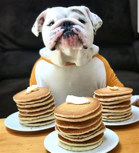 Pancakes anyone? | Dogs, Food, Brain training