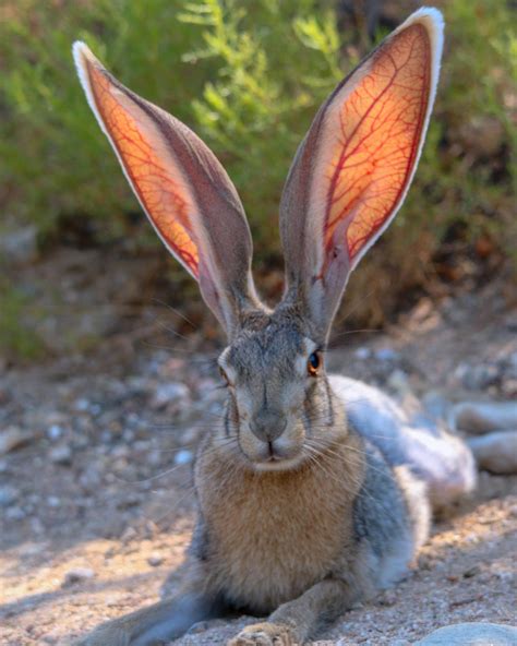 These large ears of the black-tailed jackrabbit, aka the American ...