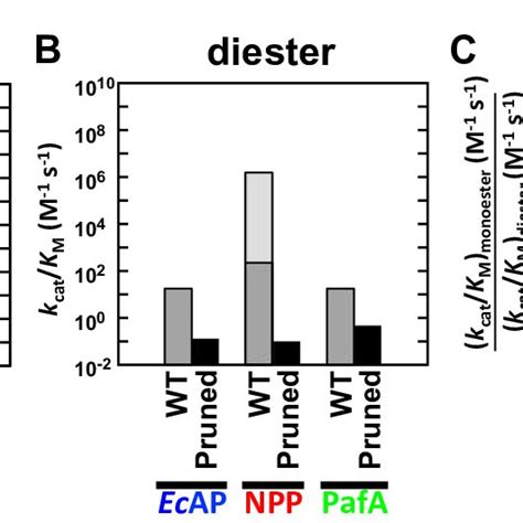 (PDF) Differential Catalytic Promiscuity of the Alkaline Phosphatase Superfamily Bimetallo Core ...