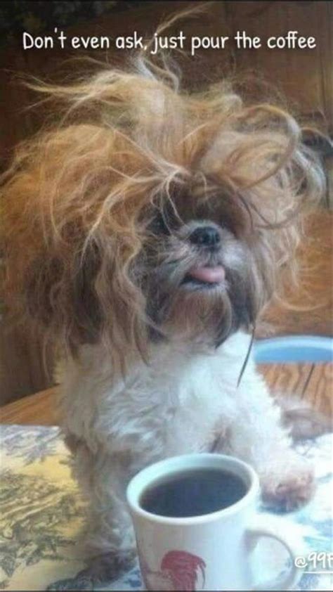 Twenty-Seven Pupular Doggo Memes | Funny animal memes, Funny animal ...