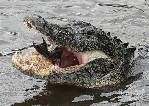 Gator Eating Fish Photograph by Carol Groenen - Fine Art America