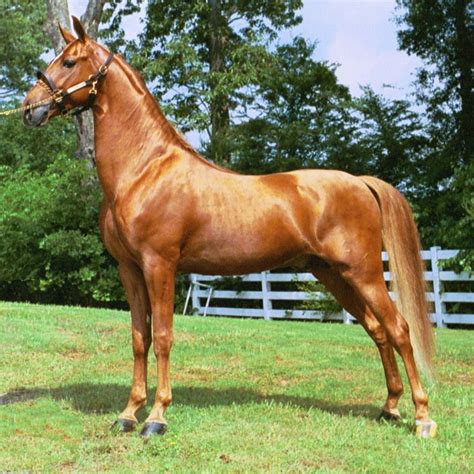 Tall and proud. | American saddlebred, Horse breeds, Horses